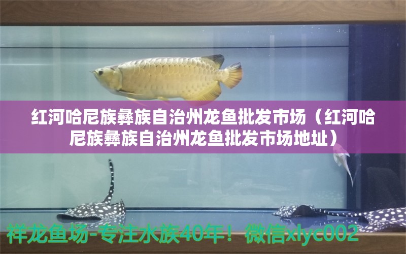 紅河哈尼族彝族自治州龍魚批發(fā)市場（紅河哈尼族彝族自治州龍魚批發(fā)市場地址）