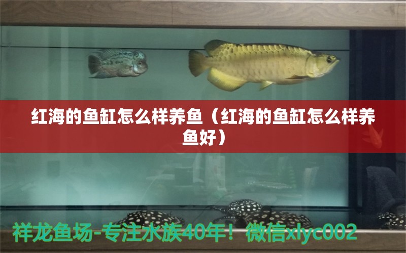 紅海的魚缸怎么樣養(yǎng)魚（紅海的魚缸怎么樣養(yǎng)魚好） 大日玉鯖魚