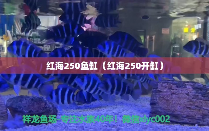 紅海250魚(yú)缸（紅海250開(kāi)缸） 祥龍水族醫(yī)院