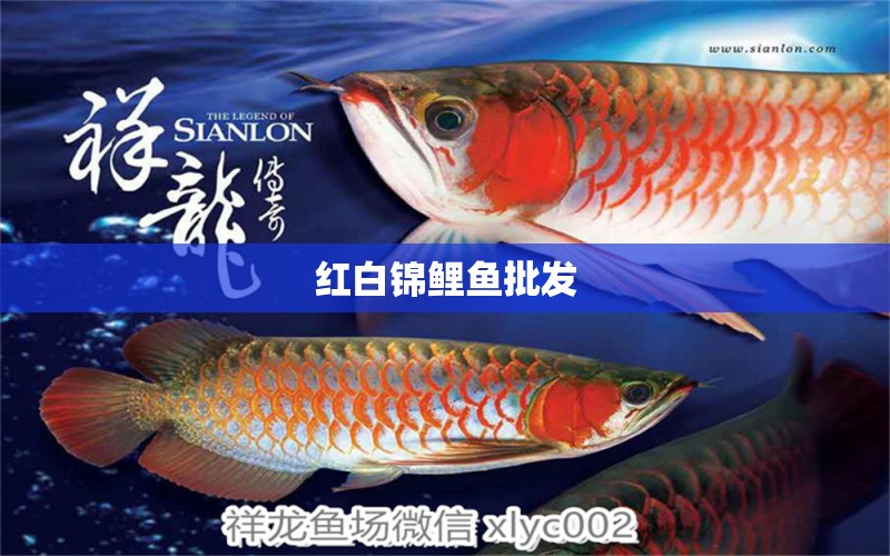 紅白錦鯉魚批發(fā) 紅白錦鯉魚