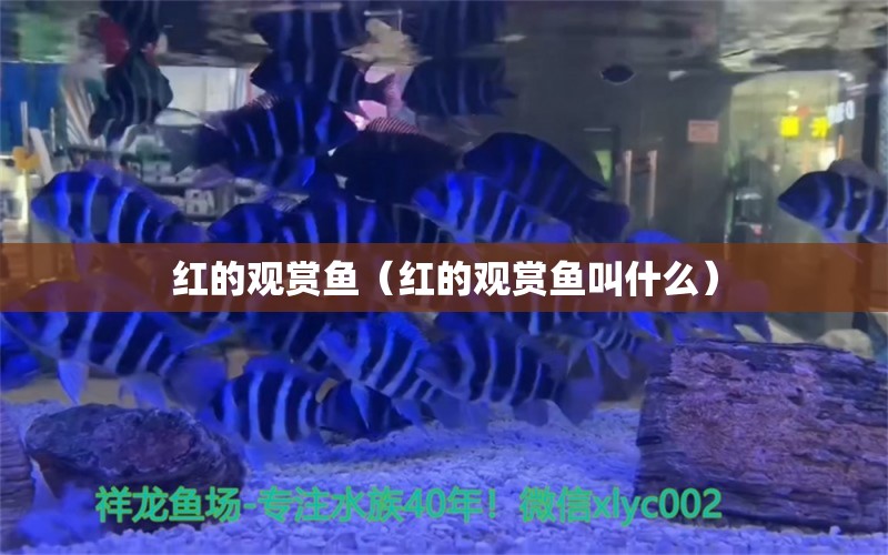 紅的觀賞魚（紅的觀賞魚叫什么）