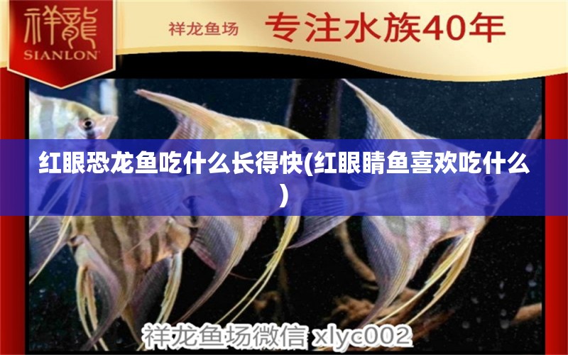 紅眼恐龍魚吃什么長得快(紅眼睛魚喜歡吃什么) 福滿鉆魚