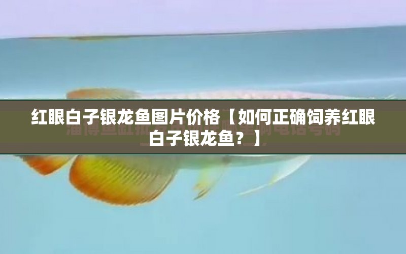 紅眼白子銀龍魚圖片價格【如何正確飼養(yǎng)紅眼白子銀龍魚？】 水族問答 第1張