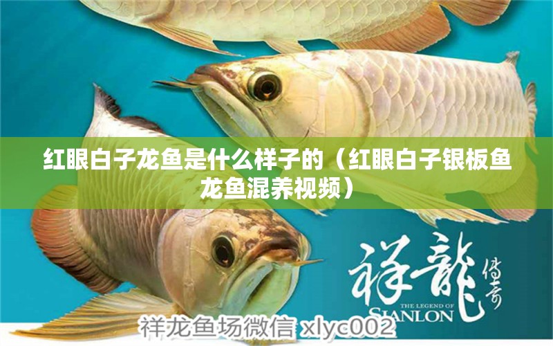 紅眼白子龍魚是什么樣子的（紅眼白子銀板魚龍魚混養(yǎng)視頻） 銀龍魚百科 第1張