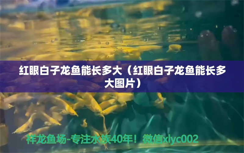 紅眼白子龍魚能長多大（紅眼白子龍魚能長多大圖片） 祥龍水族醫(yī)院