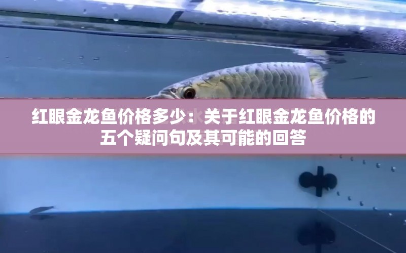 紅眼金龍魚價格多少：關(guān)于紅眼金龍魚價格的五個疑問句及其可能的回答 水族問答