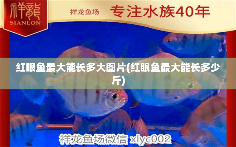 紅眼魚最大能長多大圖片(紅眼魚最大能長多少斤) 恐龍王魚