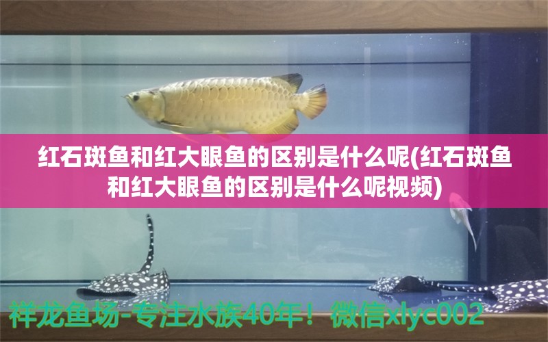 紅石斑魚(yú)和紅大眼魚(yú)的區(qū)別是什么呢(紅石斑魚(yú)和紅大眼魚(yú)的區(qū)別是什么呢視頻) 眼斑魚(yú)