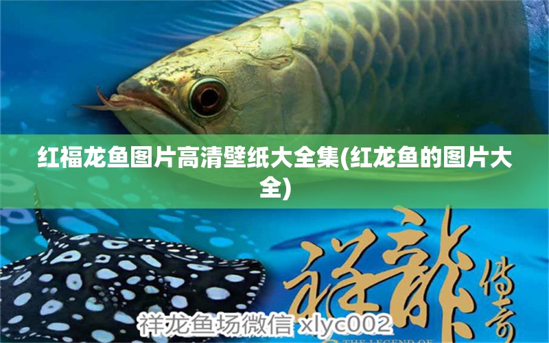 紅福龍魚圖片高清壁紙大全集(紅龍魚的圖片大全)