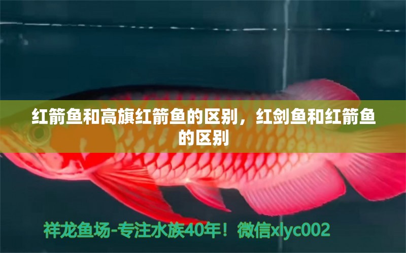 紅箭魚和高旗紅箭魚的區(qū)別，紅劍魚和紅箭魚的區(qū)別