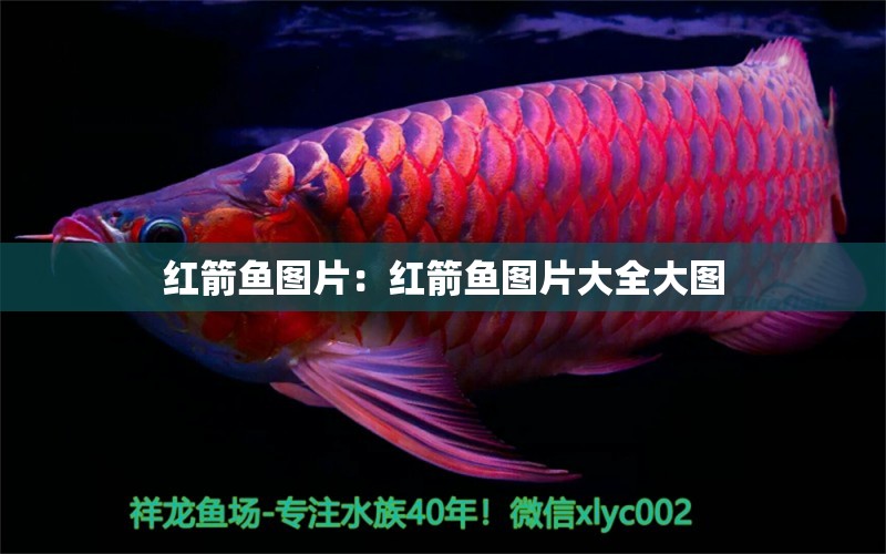 紅箭魚(yú)圖片：紅箭魚(yú)圖片大全大圖