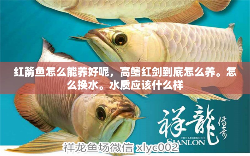 紅箭魚怎么能養(yǎng)好呢，高鰭紅劍到底怎么養(yǎng)。怎么換水。水質(zhì)應(yīng)該什么樣