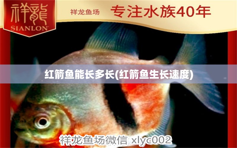 紅箭魚能長多長(紅箭魚生長速度) 粗線銀版魚苗