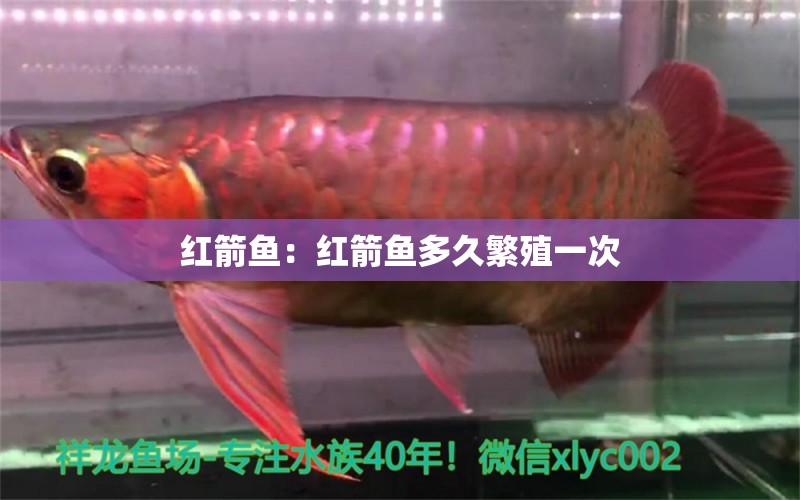 紅箭魚：紅箭魚多久繁殖一次