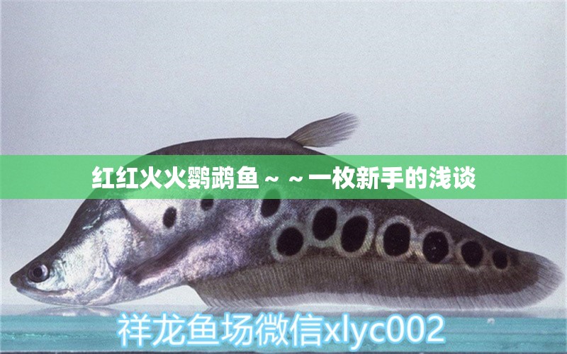 紅紅火火鸚鵡魚～～一枚新手的淺談 觀賞魚論壇 第4張