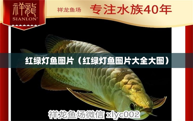 紅綠燈魚圖片（紅綠燈魚圖片大全大圖）