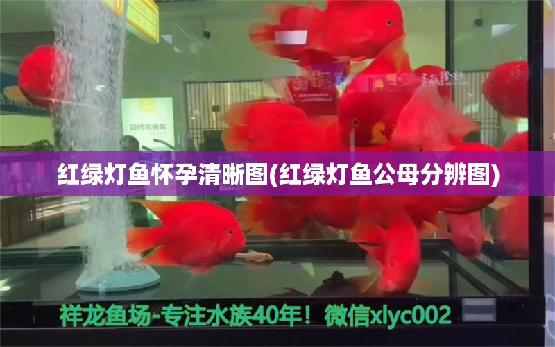 紅綠燈魚懷孕清晰圖(紅綠燈魚公母分辨圖)