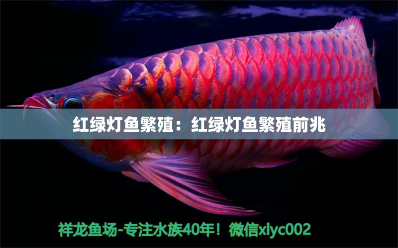 紅綠燈魚繁殖：紅綠燈魚繁殖前兆 飛鳳魚苗