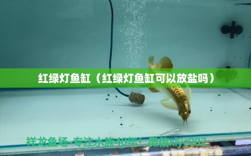 紅綠燈魚缸（紅綠燈魚缸可以放鹽嗎） 斑馬鴨嘴魚