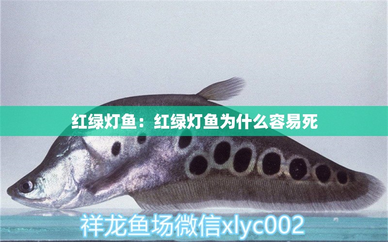 紅綠燈魚：紅綠燈魚為什么容易死