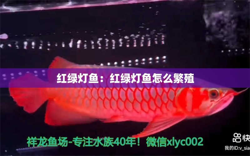 紅綠燈魚(yú)：紅綠燈魚(yú)怎么繁殖 魚(yú)糧魚(yú)藥