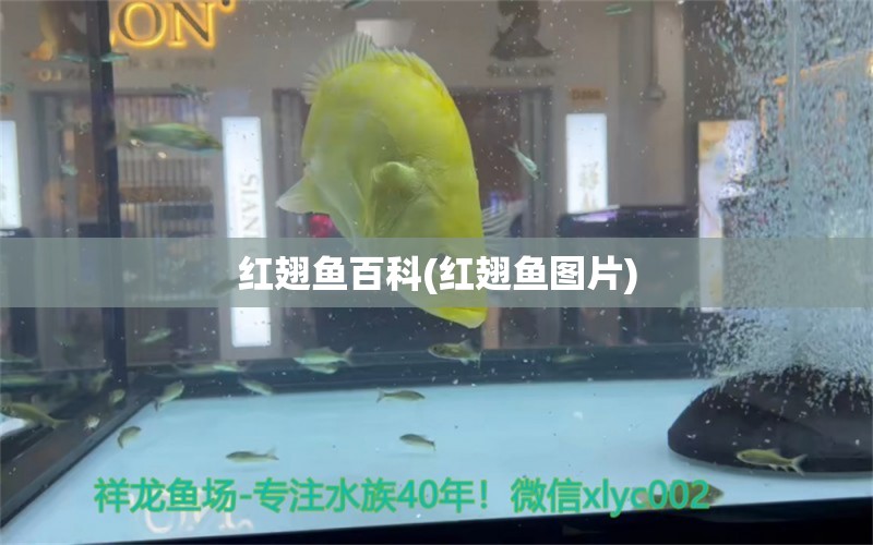 紅翅魚百科(紅翅魚圖片) 水族維護(hù)服務(wù)（上門）