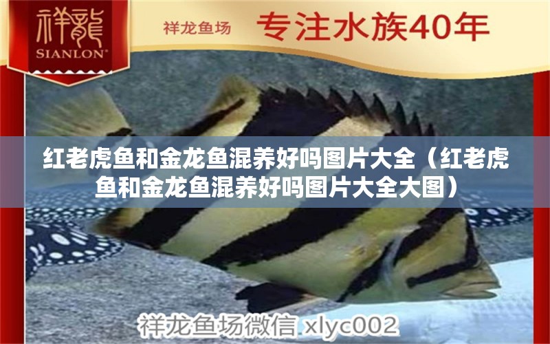 紅老虎魚和金龍魚混養(yǎng)好嗎圖片大全（紅老虎魚和金龍魚混養(yǎng)好嗎圖片大全大圖）