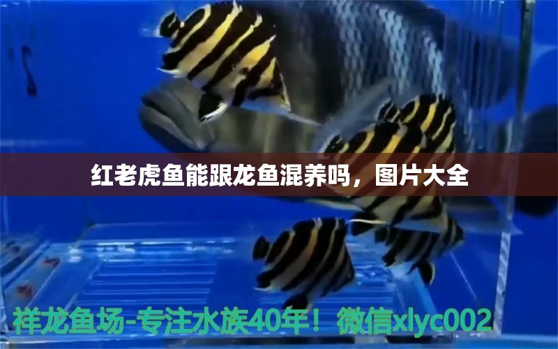 紅老虎魚(yú)能跟龍魚(yú)混養(yǎng)嗎，圖片大全 紅老虎魚(yú) 第1張