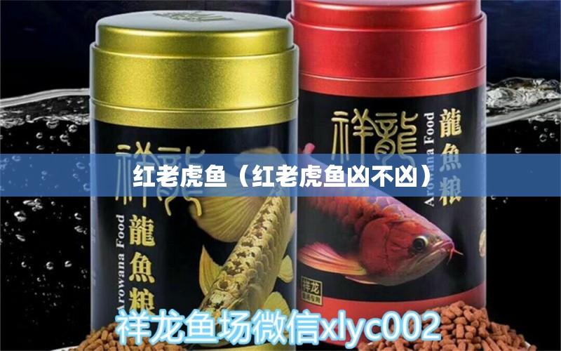 紅老虎魚（紅老虎魚兇不兇） 紅老虎魚