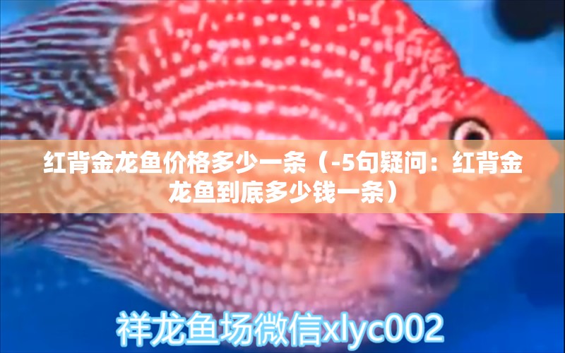 紅背金龍魚價(jià)格多少一條（-5句疑問(wèn)：紅背金龍魚到底多少錢一條） 水族問(wèn)答 第1張