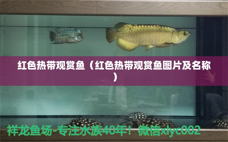 紅色熱帶觀賞魚（紅色熱帶觀賞魚圖片及名稱） 祥龍水族護理水