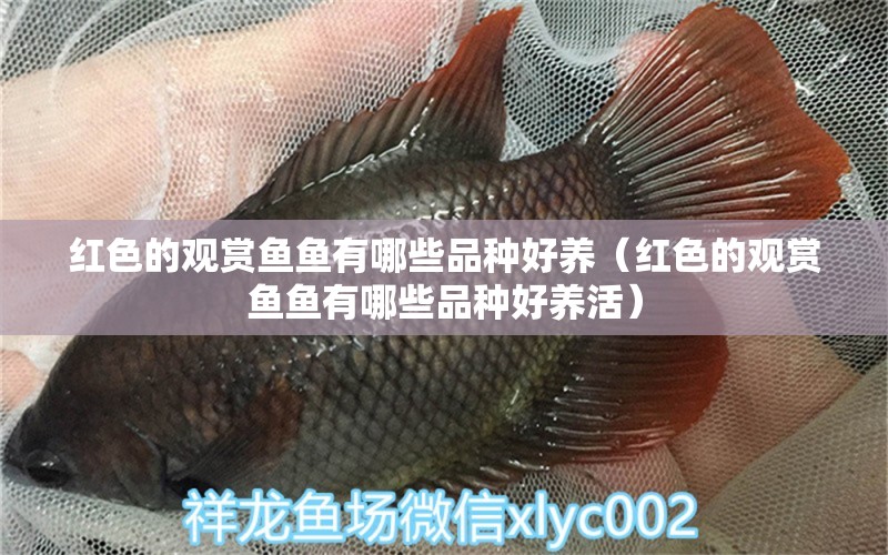 紅色的觀賞魚魚有哪些品種好養(yǎng)（紅色的觀賞魚魚有哪些品種好養(yǎng)活）