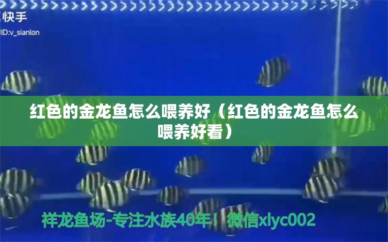 紅色的金龍魚怎么喂養(yǎng)好（紅色的金龍魚怎么喂養(yǎng)好看）