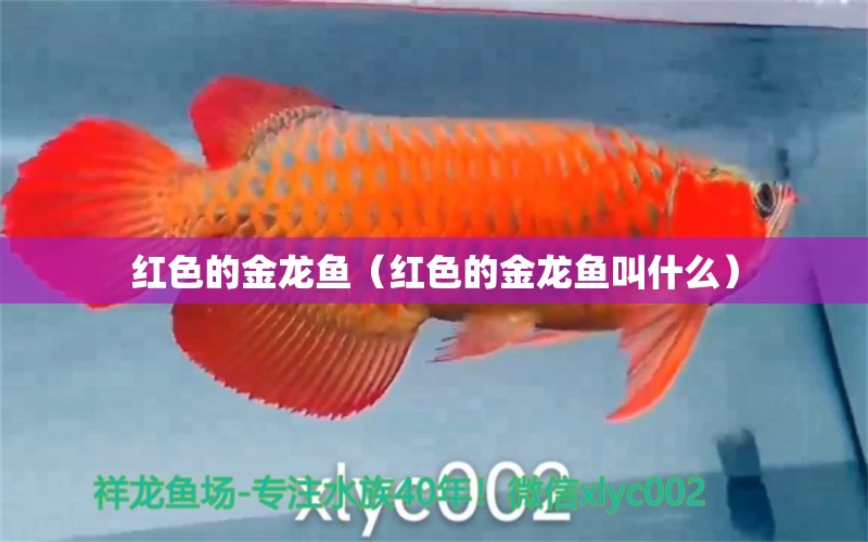 紅色的金龍魚(yú)（紅色的金龍魚(yú)叫什么） 海水魚(yú)（海水魚(yú)批發(fā)）