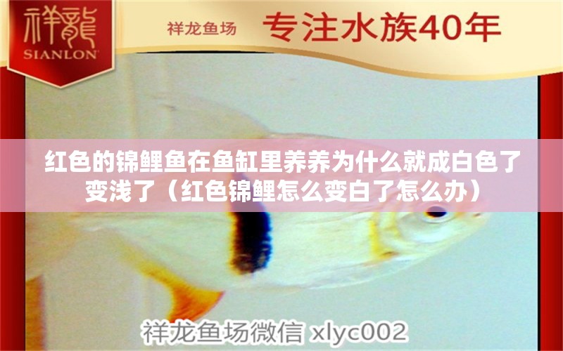 紅色的錦鯉魚在魚缸里養(yǎng)養(yǎng)為什么就成白色了變淺了（紅色錦鯉怎么變白了怎么辦） 孵化器