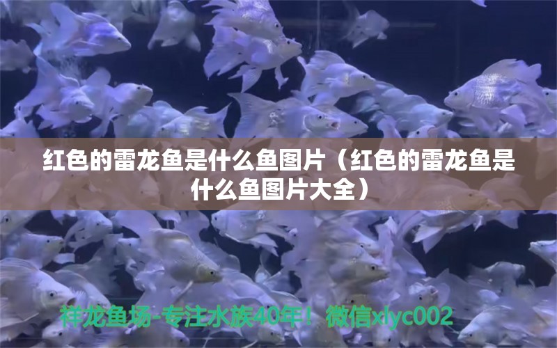 紅色的雷龍魚是什么魚圖片（紅色的雷龍魚是什么魚圖片大全）