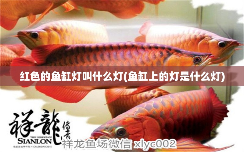 紅色的魚缸燈叫什么燈(魚缸上的燈是什么燈) 黑白雙星魚