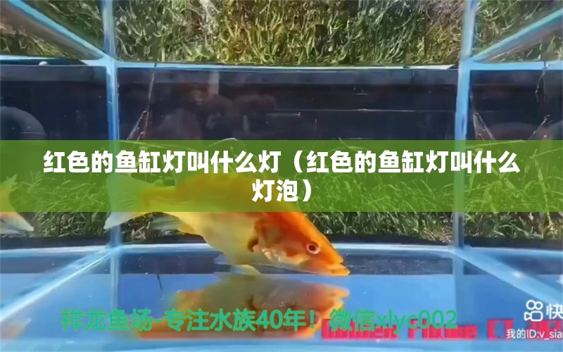 紅色的魚缸燈叫什么燈（紅色的魚缸燈叫什么燈泡）