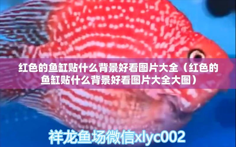 紅色的魚(yú)缸貼什么背景好看圖片大全（紅色的魚(yú)缸貼什么背景好看圖片大全大圖） 噴點(diǎn)菠蘿魚(yú)