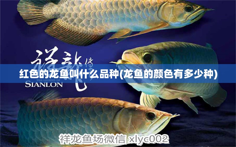 紅色的龍魚(yú)叫什么品種(龍魚(yú)的顏色有多少種)