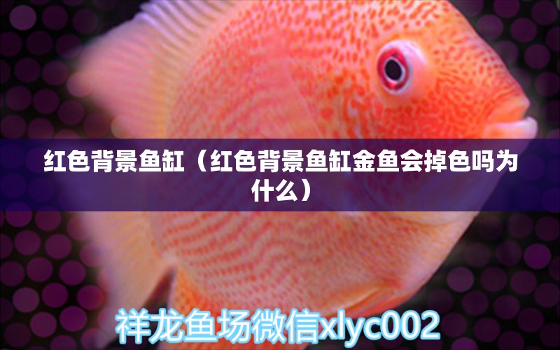 紅色背景魚(yú)缸（紅色背景魚(yú)缸金魚(yú)會(huì)掉色嗎為什么） 觀賞魚(yú)市場(chǎng)（混養(yǎng)魚(yú)）