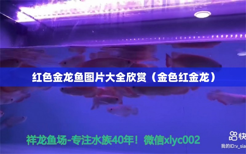 紅色金龍魚(yú)圖片大全欣賞（金色紅金龍）