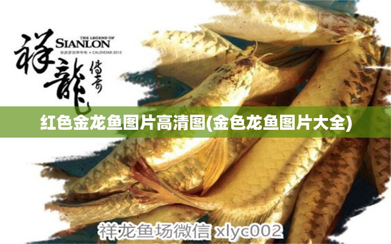 紅色金龍魚圖片高清圖(金色龍魚圖片大全) 白子黑帝王魟魚