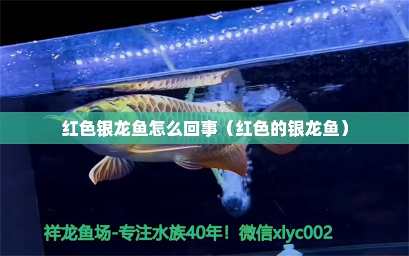 紅色銀龍魚怎么回事（紅色的銀龍魚） 銀龍魚