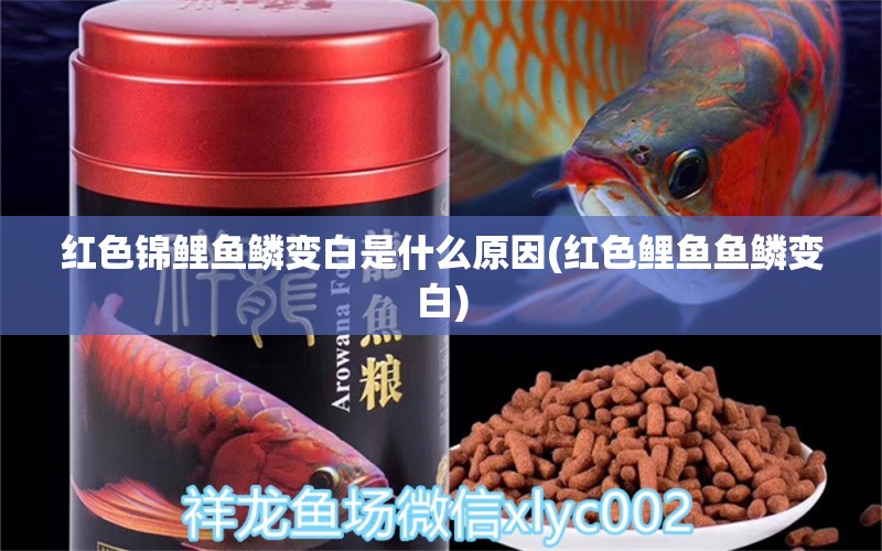 紅色錦鯉魚(yú)鱗變白是什么原因(紅色鯉魚(yú)魚(yú)鱗變白)