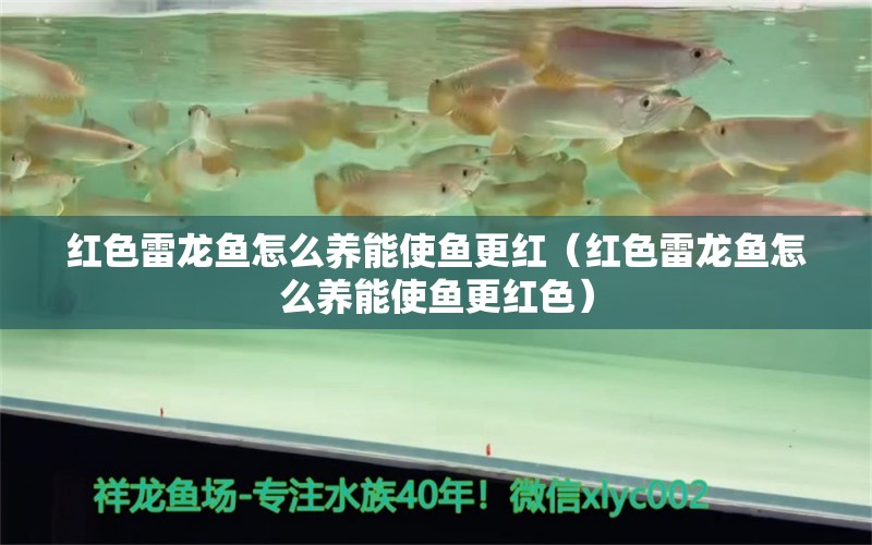 紅色雷龍魚怎么養(yǎng)能使魚更紅（紅色雷龍魚怎么養(yǎng)能使魚更紅色）