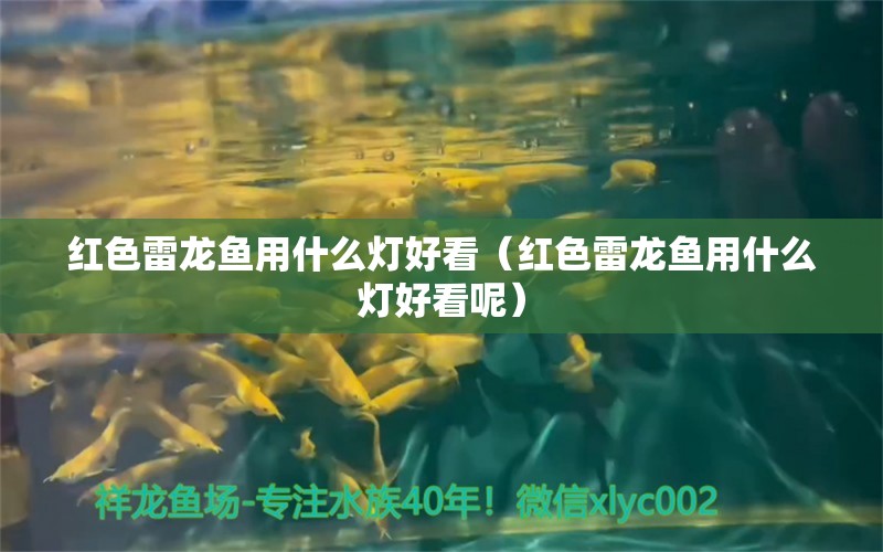 紅色雷龍魚用什么燈好看（紅色雷龍魚用什么燈好看呢） 祥龍水族醫(yī)院