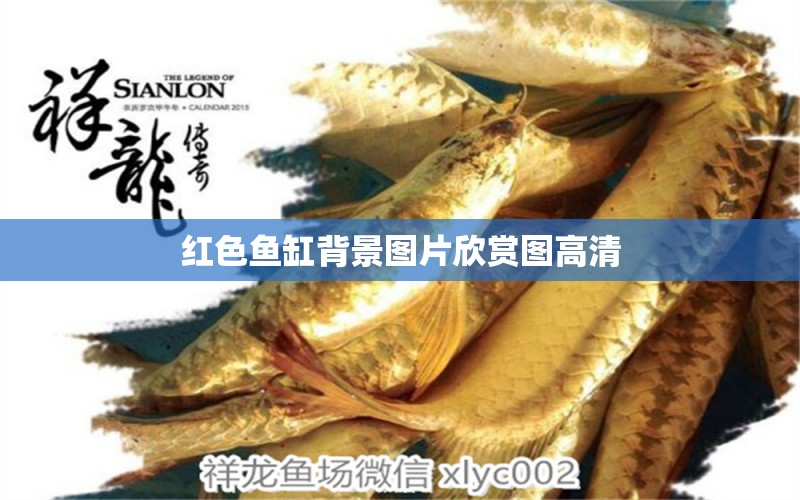 紅色魚缸背景圖片欣賞圖高清