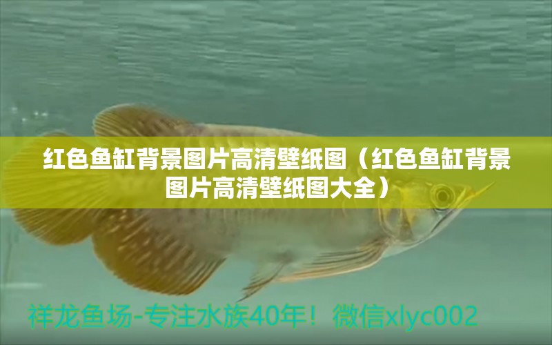 紅色魚缸背景圖片高清壁紙圖（紅色魚缸背景圖片高清壁紙圖大全） 量子養(yǎng)魚技術(shù)