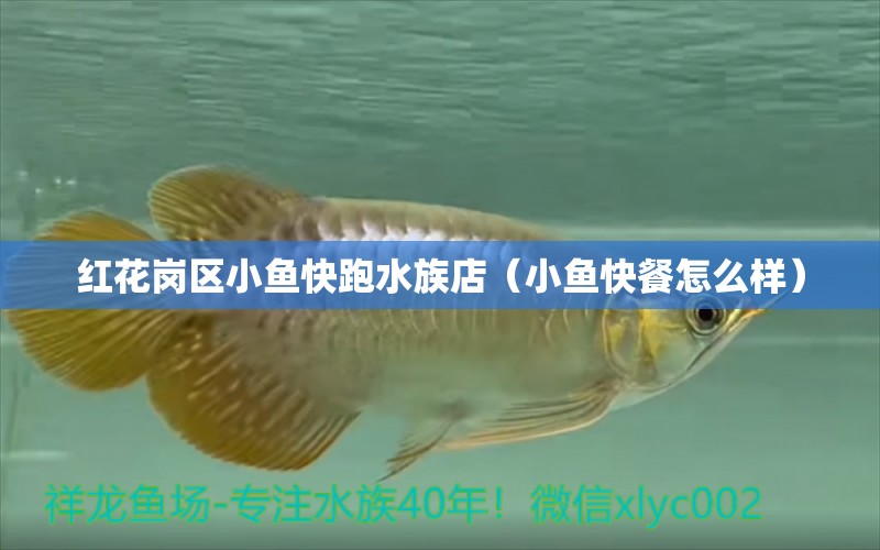 紅花崗區(qū)小魚快跑水族店（小魚快餐怎么樣）